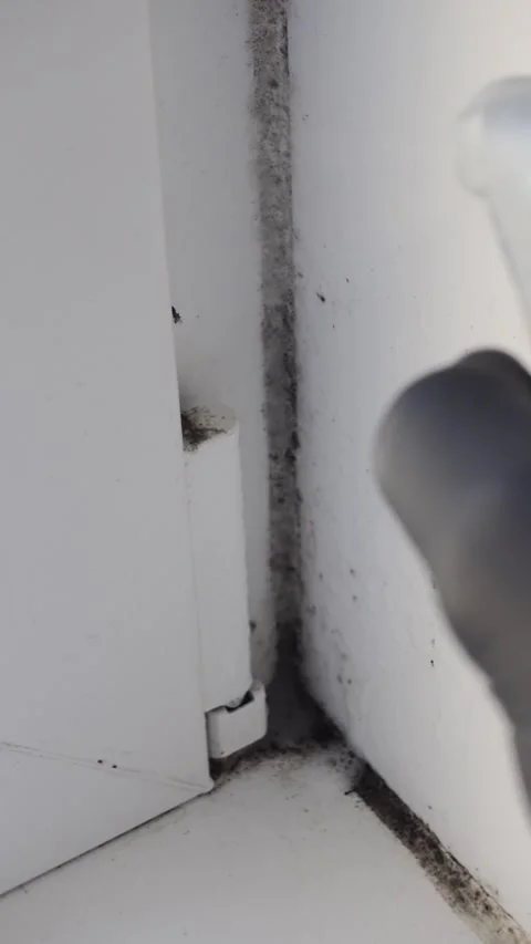 Cleaning mold on window corner with spray vertical format close up Stock Footage 335091910