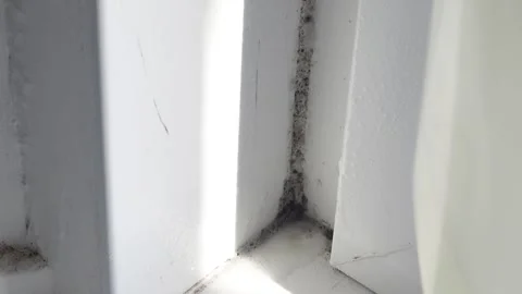 Cleaning mold on window corner with spray Stock Footage 335216774