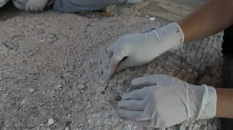 Cleaning Mosaics Stock Footage 21612913