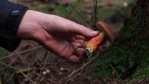 Cleaning a mushroom Stock Footage 81531964
