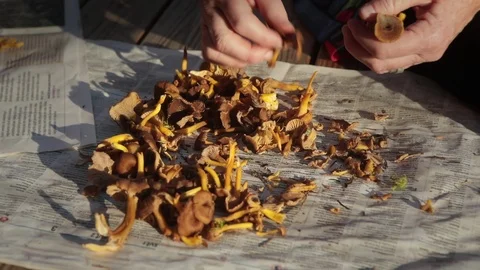 Cleaning mushrooms. Stock Footage 97455055