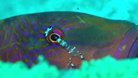 Cleaning the Old Man: A Slow-Motion Tale of the Red-Spotted Shrimp Stock Footage 332781636