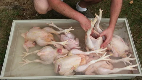 Cleaning or washing freshly processed chickens or broilers organically raised Stock Footage 250956174