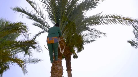 Cleaning palm from date friuts Stock Footage 76449136