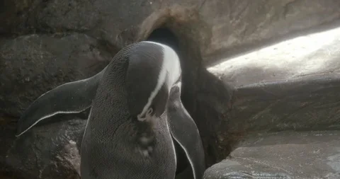 Cleaning penguin 50fps Stock Footage 114062749