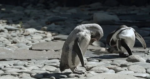 Cleaning penguins 50fps Stock Footage 114124380