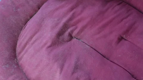 Cleaning a pet's bed Stock Footage 285738452