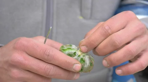 Cleaning peyote Stock Footage 45451268