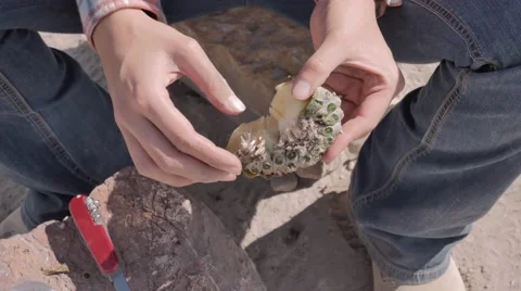 Cleaning peyote Stock Footage 45520969