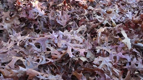 Cleaning up pile of leaves Stock Footage 45118971