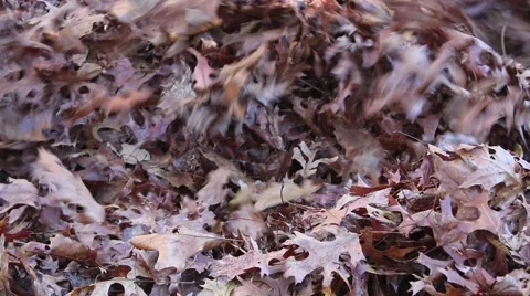 Cleaning up pile of leaves with leaf blower Stock Footage 45119011