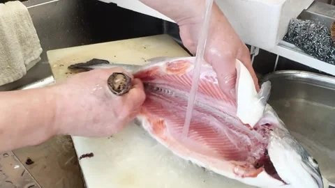 Cleaning the Pink Belly of a Salmon under Water with a Brush, Japanese Food Stock Footage 340603899