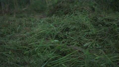 Cleaning of the plot from freshly mown grass. summer mowing. household territory Stock Footage 166915223