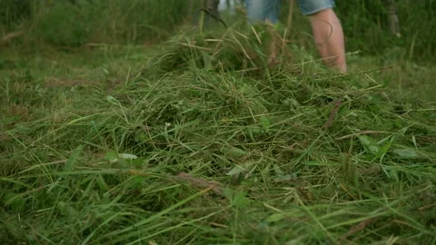 Cleaning of the plot from freshly mown grass. summer mowing. village Stock Footage 169297029