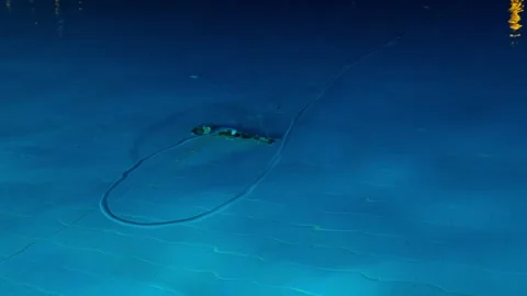 Cleaning the pool bottom with a water vacuum cleaner in the evening. Stock Footage 326869086