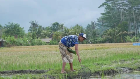 Cleaning Rice Field Video stock 211935811