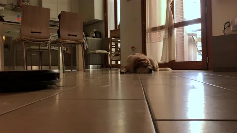 Cleaning robot does housework with brown and white dog Stock Footage 159537675