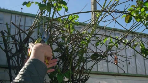 Cleaning the rose bush Stock Footage 228733437