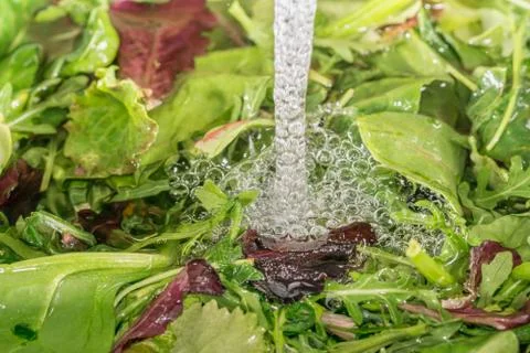 Cleaning salad with stream Stock Photos