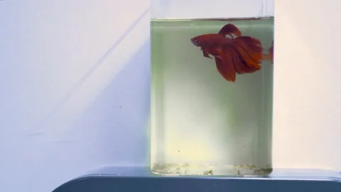 Cleaning siamese fighting fish or betta fish tank Stock Footage 158775198