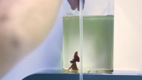 Cleaning siamese fighting fish or betta fish tank Stock Footage 158775278