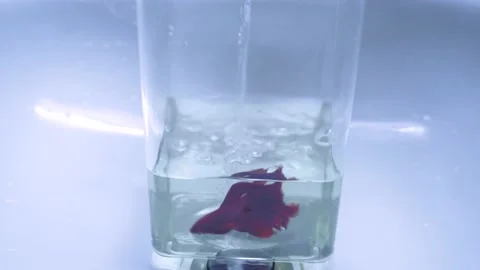 Cleaning siamese fighting fish or betta fish tank Stock Footage 158775298