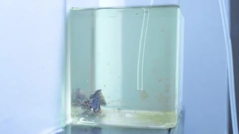 Cleaning siamese fighting fish or betta fish tank Stock Footage 158775305