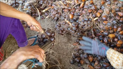 Cleaning Snake fruit Stock Footage 291593656
