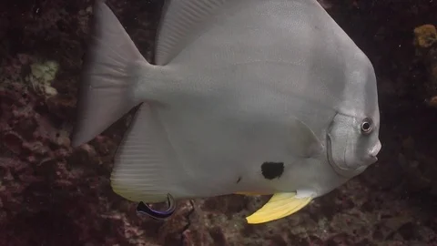 Cleaning station Stock Footage 80179959