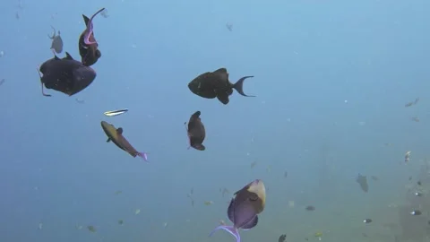 Cleaning station Stock Footage 224602496