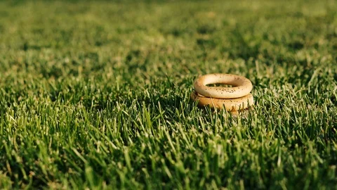Cleaning stool for the dog. Demonstration of how to clean stool for a dog. Stock Footage 121492665