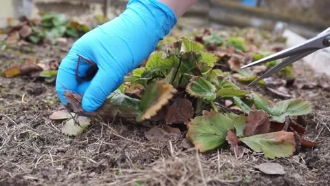 Cleaning up Strawberry bed in Spring Stock Footage 236642574