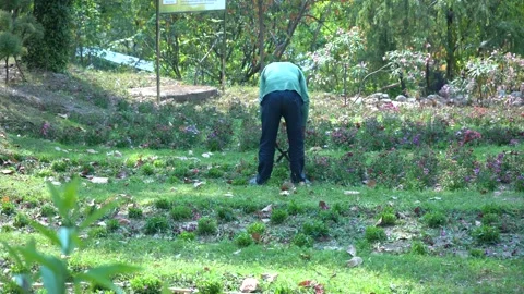 Cleaning Surroundings by Removing Extra Grass Stock Footage 313567077