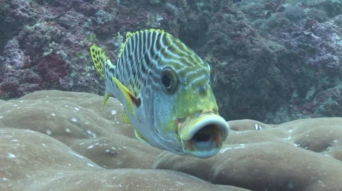 Cleaning Sweetlips Video stock 55886716