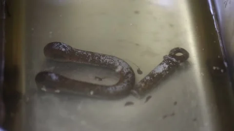 Cleaning systems for remove rust. Ultrasonic cleaners in the mechanic officine Stock Footage 138989661