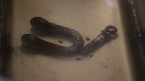 Cleaning systems for remove rust. Ultrasonic cleaners in the mechanic officine Stock Footage 138991075