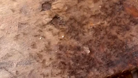 Cleaning the table from ants. A piece of chicken meat, lots of small ants. Stock Footage 245944489