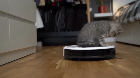 Cleaning theme, smart technology and pets. Automatic robot vacuum cleaner cleans Stock Footage 149838407
