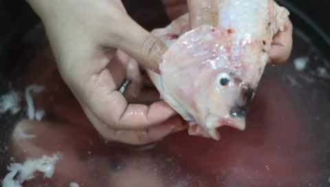Cleaning the tilapia before cooking Stock Footage 222988693