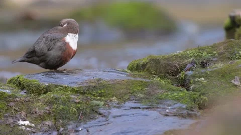 Cleaning time for the beautiful Dipper (Cinclus cinclus) Vidéo 170499852