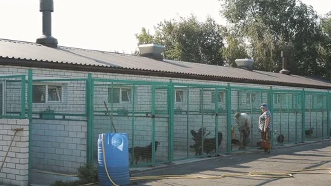 Cleaning time for kennel assistant Stock Footage 78738153