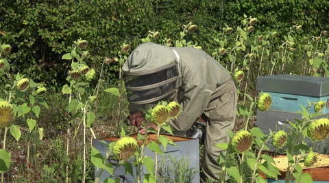 Cleaning of top frames 스톡 동영상 53361703