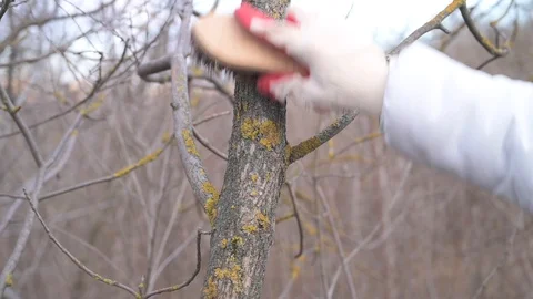 Cleaning the tree trunk with a brush Stock Footage 122450454