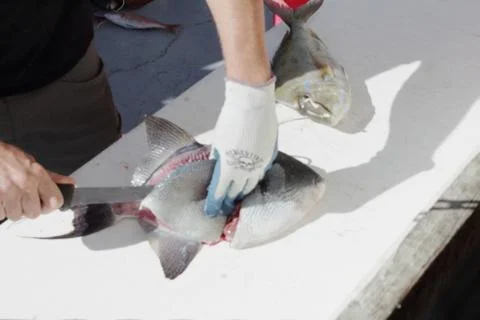 Cleaning Trigger Fish Stock Photos
