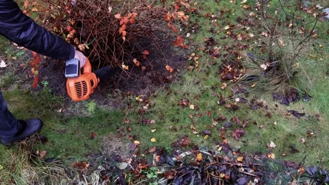 Cleaning view of cordless leaf blower, removing leaves from under bush, left Stock Footage 326968802