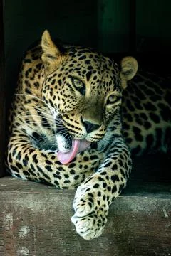 Cleaning the weapons Stock Photos