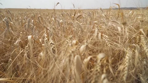 Cleaning. Wheat spikelets with grain are shaken by the wind. Stock Footage 220862123