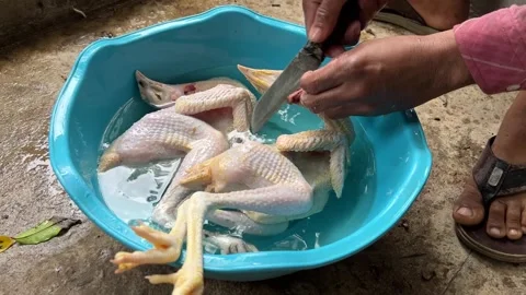 Cleaning Whole Chicken 스톡 동영상 253968771