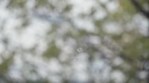 Cleaning windshield with squeegee removing bird droppings with water Video stock 337217742