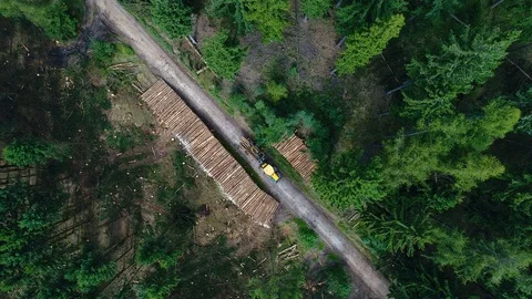 Cleaning work in the forest after storm damage 스톡 동영상 79112057